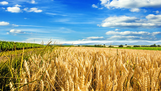 Milder Sp&auml;tsommer in der Pfalz: Weizenfelder, Ernte, Getreide, blauer Himmel, Wolken :)