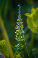 Field in morning dew