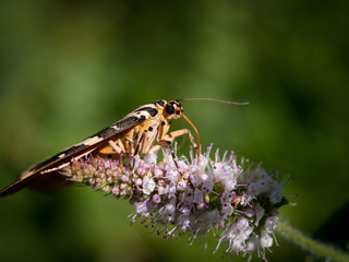 Callimorpha Quadripunctaria. Polilla o mariposa alimentandose y polinizando una flor de tonos rosa en una verde pradera.