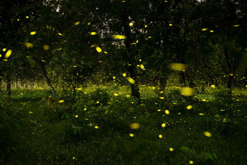 firefly in forest 