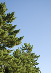 松　背景　素材