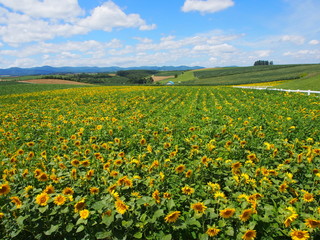 北海道 美瑛 ひまわり Hokkaido Biei Sunflowers