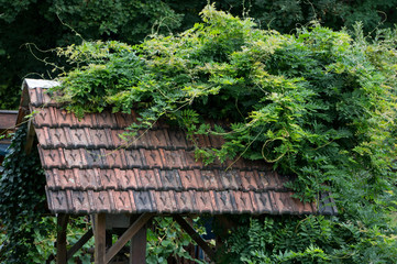 A roof overgrown with vegetation