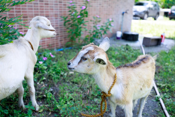 Fototapeta premium White goat portrait
