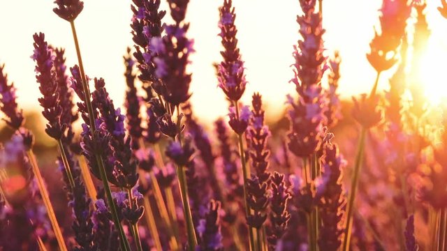 Lavender Flowers. Sunset Sun Shining through Beautiful Blooming. SLOW MOTION 120 fps Close Up Dolly Shot. Plateau du Valensole, Provence, South France, Europe. Cinematic Nature Background. Lens Flare.