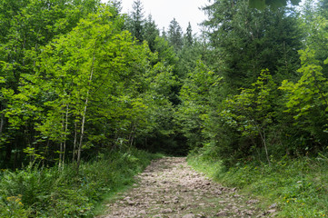 Fototapeta na wymiar Stone path through the forest