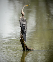 Darter or snakebird perched on log amidst lake