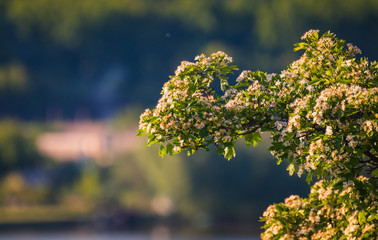 Fruit tree blooming