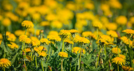 Fototapeta premium Dandelion
