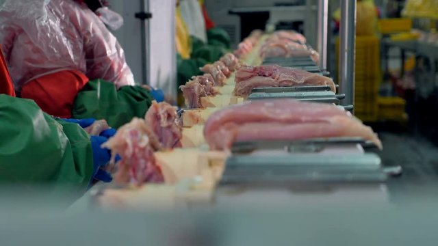 Workers busy detaching cut chicken breast meat from bones. 4K.