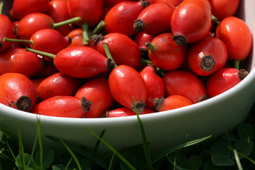 rose hips in white porcelain bowl
