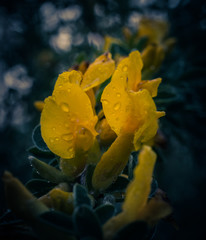 Fototapeta na wymiar Blooming forest flowers
