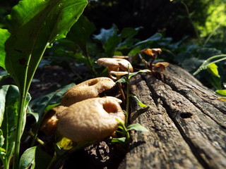 菌糸類 mushrooms