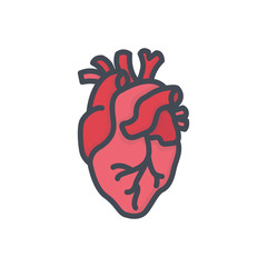 Human organs colored icon heart