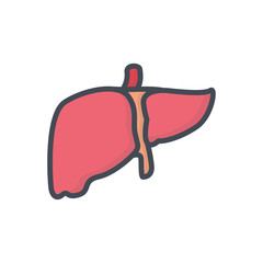 Human organs colored icon liver