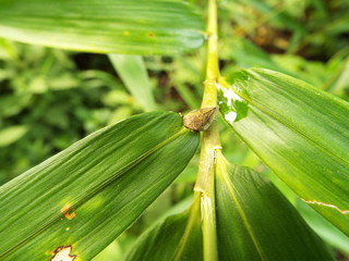 ホシアワフキ bug