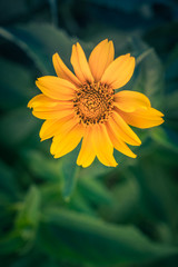 Yellow beauty in the yard