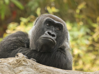 A Portrait of a Female Western Lowland Gorilla