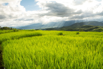 Asian woman relaxing in rice terraces on holiday