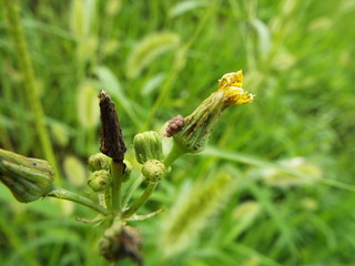 蕾と産みつけられた卵 eggs
