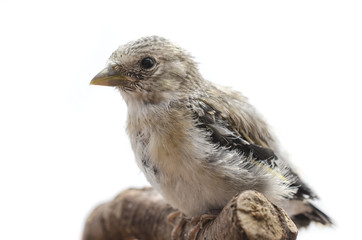 small bird sitting on a branch isolated on white