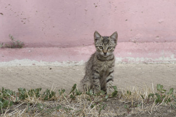 striped lonely homeless kitten sits in the street