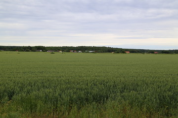 Obraz premium Summer meadow at the countryside