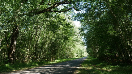 Obraz premium foret de la braconne route chez forgeau jauldes