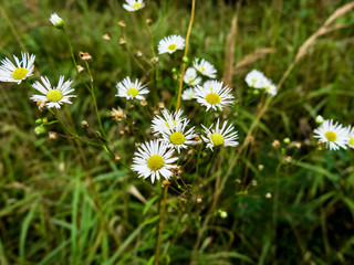 Лесные ромашки