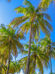 Coconut palm trees in the blue sky in summer. Tropical island of Guadeloupe, Antilles, Caribbean.