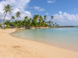 Coconut palms, turquoise sea and white sandy beach of Sainte-Anne Guadeloupe, Antilles, Caribbean.