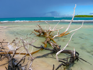 Tree trunks ripped from a tropical storm lying in Grande-Terre, Guadeloupe, Caribbean. A spectacular rugged coastline bathed by a spectacular turquoise sea.