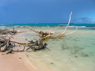 Tree trunks ripped from a tropical storm lying in Grande-Terre, Guadeloupe, Caribbean. A spectacular rugged coastline bathed by a spectacular turquoise sea.