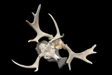 Antlers of a fallow deer isolated on black background