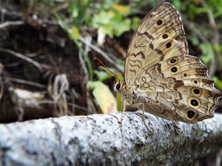 サトキマダラヒカゲ butterfly