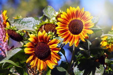 Naklejka premium Two sunflowers in the garden in the sun