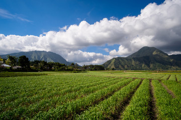 Fototapeta na wymiar Agriculture fields and mountain landscape on the background, Lombok Island, Indonesia