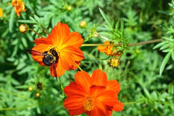 9月オレンジのコスモスとクマバチ