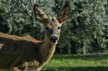 Naklejka na ściany i meble deer of tuscany