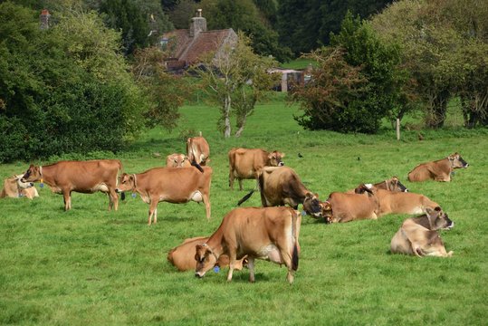 Jersey Cow's, Jersey, U.K. Telephoto image of dairy cattle in the Summer.