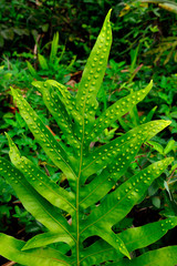 Hawaii Kauai Napali coast Kalalau trail