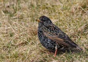 Common Starling, Sturnus vulgaris, birds of Iceland