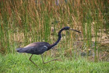 black heron