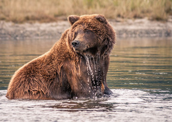Mature grizzly bear sitting in lake with water dripping off