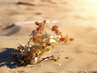 prickly plant growing on sand in desert place, toned, sunlight effect