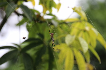 close up of a colorful spider