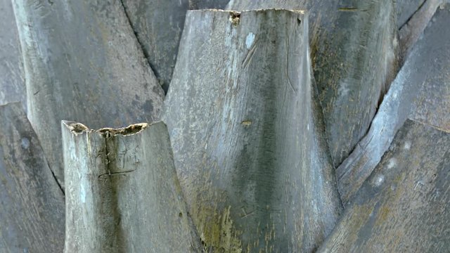 Closeup of a Palm Tree's Trunk