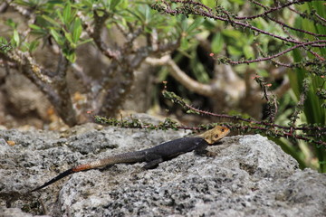 lizard on a stone with a yellow head