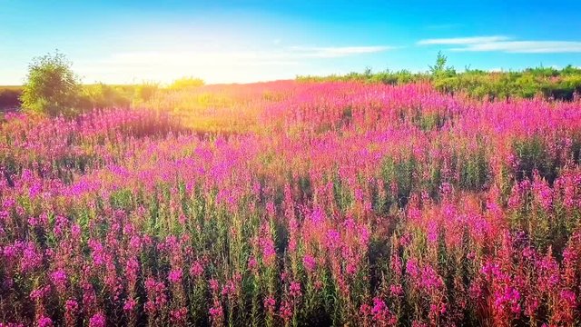 Aerial summer landscape with blooming fireweed flowers. Summer nature background
