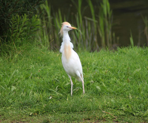 Cattle egret